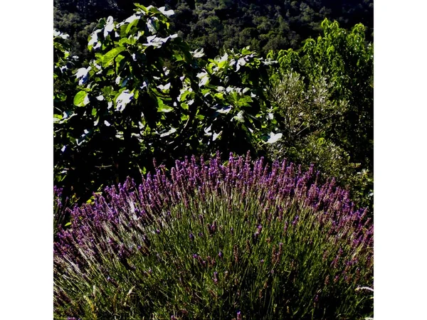 Lavendelväxt Med Lila Blommor Miljö Blad Och Gröna Träd Sommaren — Stockfoto