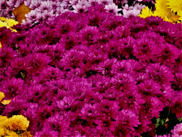 Aiuola Crisantemi Rosa Fuscia Giallo Rosa Pastello Aubenas Ardeche Francia — Foto Stock