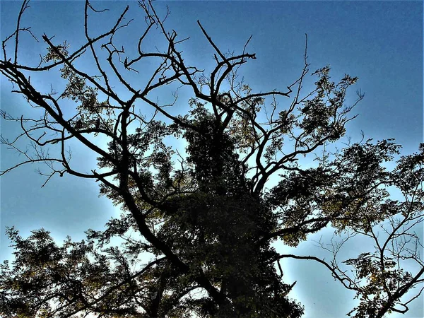 Großaufnahme Eines Baumes Ohne Blätter Parasitiert Durch Grünes Laub Aubenas — Stockfoto