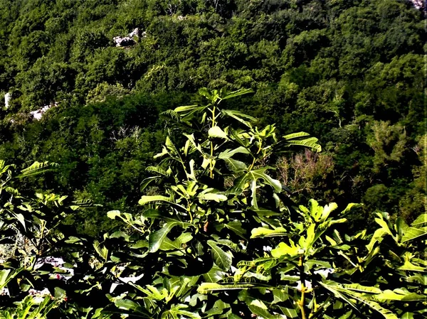 Landscape of fig trees with green leaves and mountains with deciduous forests and rocks, in summer, in Recatadou, handing gardens of Labeaume, Ardeche, France.