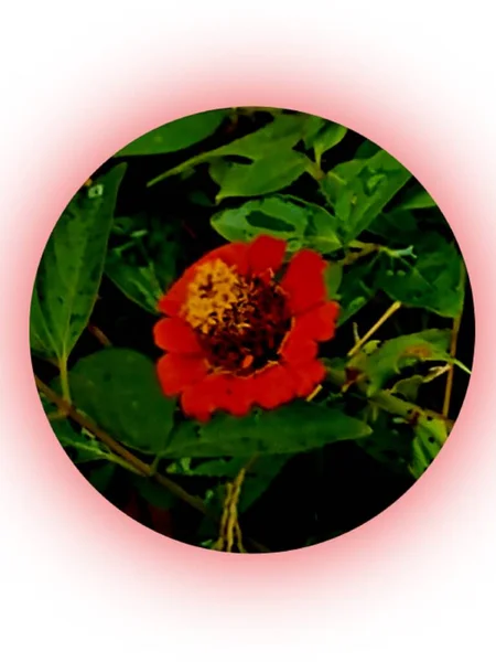 Yazın Aubenas Ardeche Fransa Bir Çiçek Kutusunda Yeşil Yapraklı Bir — Stok fotoğraf