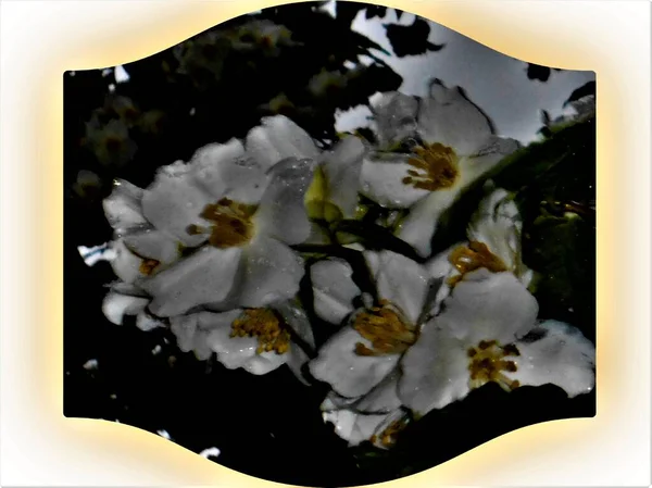 Beyaz Çiçekler Sarı Bir Kalple Mavi Gökyüzünün Altında Beyaz Bulutlarla — Stok fotoğraf