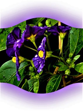 Solanum Rantoneti 'nin mavi çiçeklerine yakın çekim, yeşil yapraklı bir ortamda, ilkbaharda, şehirde, Aubenas' ta, Ardeche, Fransa.