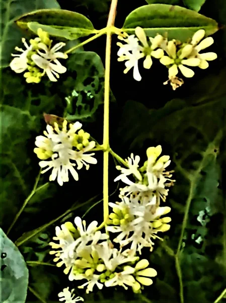 Gros Plan Une Branche Aux Fleurs Bourgeons Blancs Petites Grappes — Photo