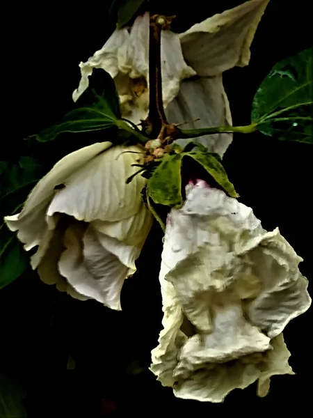 緑豊かな環境で 夏には街中 フランスのアルデシュ州オーベナスで 3つの開花白いハイビスカスの花のクローズアップ — ストック写真
