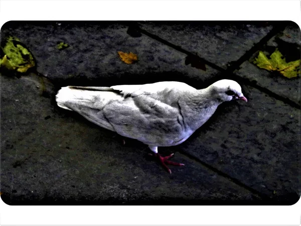緑と茶色の秋の葉を持つ灰色の石畳の歩道上の白い鳩のクローズアップは フランスのアルドシュ州オーベナスの街で — ストック写真