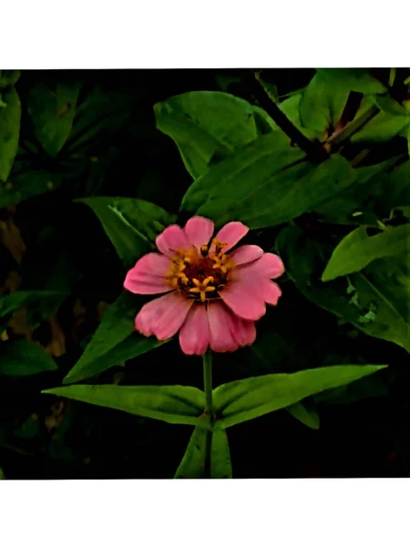 在法国阿迪契的奥贝纳斯 在一个绿叶的环境中 在一个城市的花盒里 有一朵粉红色的花 有黄色的花状雄蕊的特写 — 图库照片