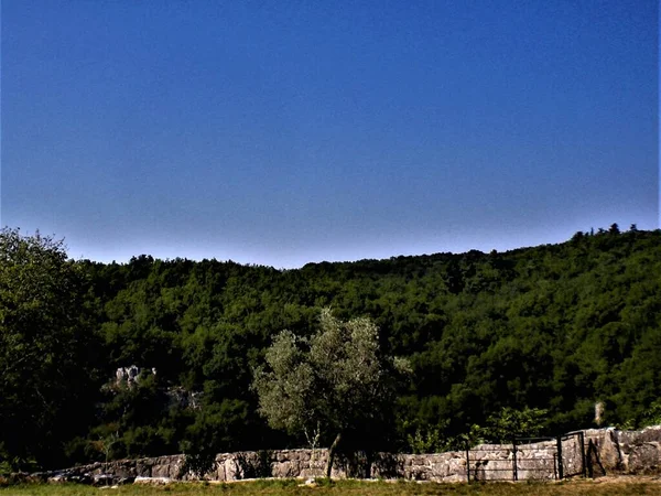 Landschaft Einer Niedrigen Steinmauer Ende Einer Grünen Wiese Ein Olivenbaum — Stockfoto