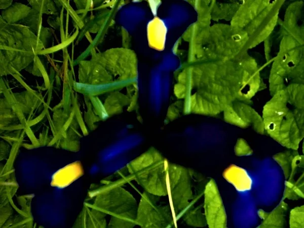 Detailní Záběr Krásné Modré Černé Žluté Holandské Duhovky Kvetoucí Jaře — Stock fotografie