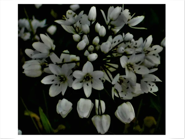 フランスのアルデシュ県オーベナスで開花する6弁の白い花 アリウム ネアポリタンウム Ail Blanc またはエイル ナポリ Ail Napole の傘の終わり — ストック写真