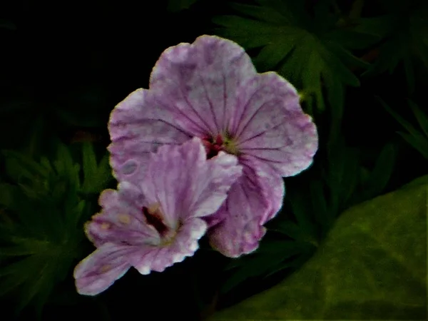 Två Vita Och Rosa Perenna Geranium Blommor Blommar Sommaren Sin — Stockfoto