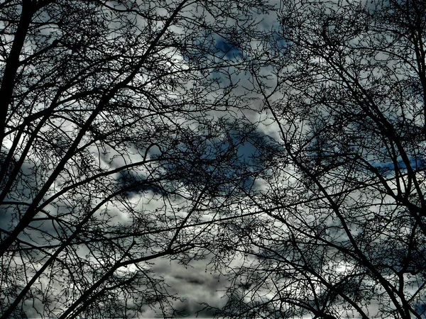 Primer Plano Cielo Azul Blanco Rodeado Ramas Árboles Secos Aubenas — Foto de Stock