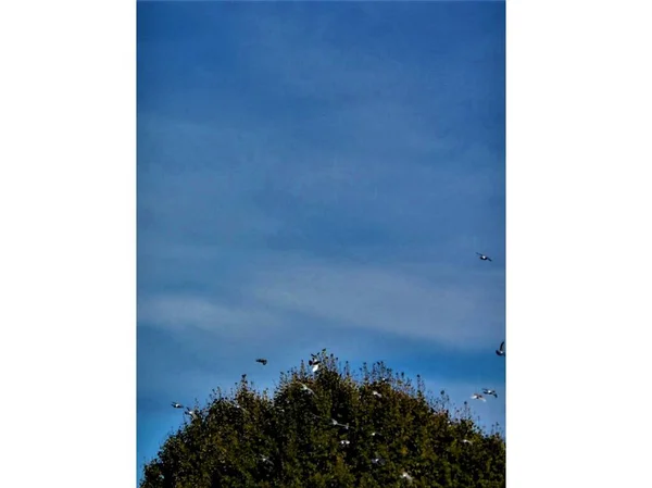 Black White Pigeons Flight Tree Green Leaves Blue Sky White — Stock Photo, Image