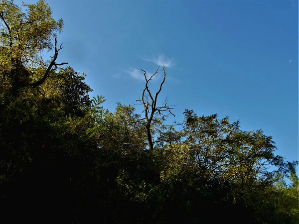 Árbol Sin Hojas Una Colina Inclinada Entre Otros Árboles Con — Foto de Stock