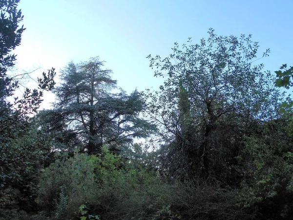 Muitas Árvores Coníferas Outras Árvores Verdes Sob Céu Azul Primavera — Fotografia de Stock