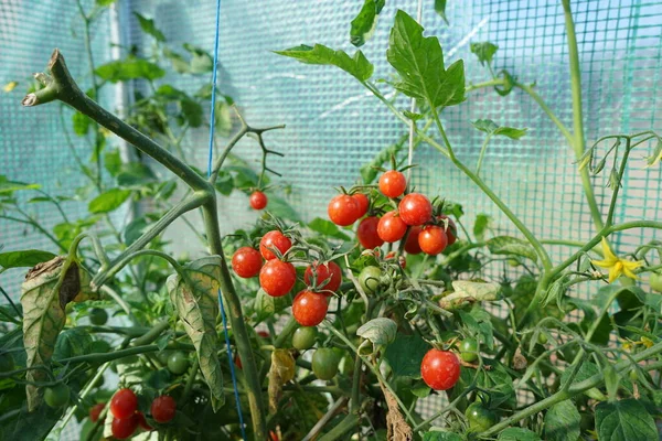 Tomates Rojos Cóctel Invernadero —  Fotos de Stock