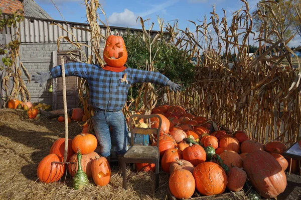 Halloween Dekoráció Tökfélék Madárijesztő — Stock Fotó