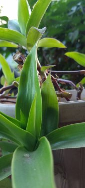 Bahçedeki yeşil bitki