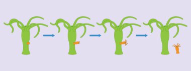 Hidra tomurcuklanıyor. Aseksüel üreme. Vektör ilüstrasyonu.