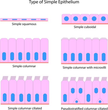 Type of Simple Epithelium clipart
