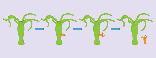 Hydra budding. Asexual Reproduction. Vector ilustration.
