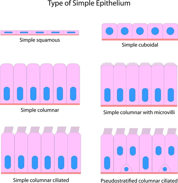 Basit Epithelium Tipi