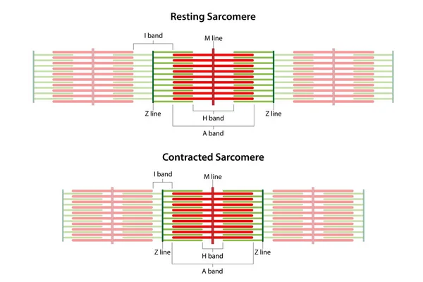 Sarcomeres Different Functional Stages Resting Contracted Sarcomere Showing Location Band — Stock Vector