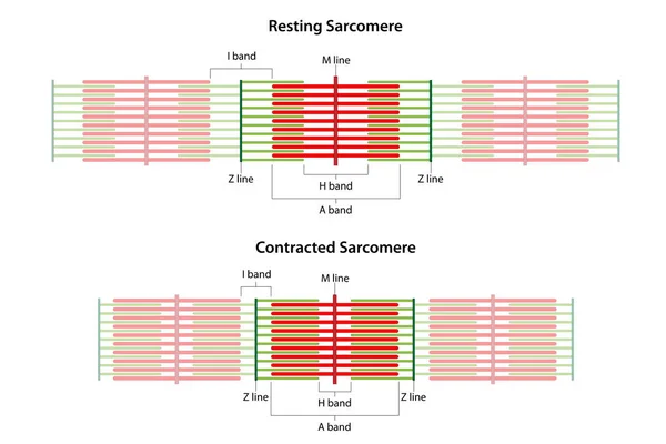 Sarcomeres farklı işlevsel aşamalarda: dinlenme ve kasılma. Sarcomere I bandının, A bandının, H bandının, M hattının ve Z hatlarının yerini gösteriyor..