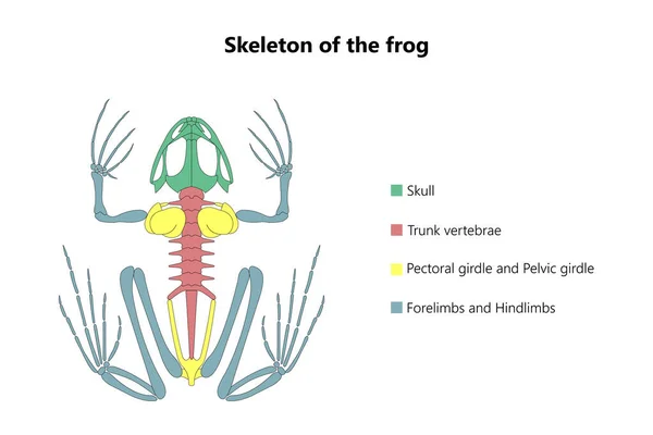 Das Skelett Des Frosches Vektorillustration — Stockvektor