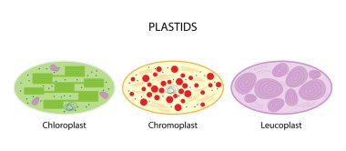 Plastids (chloroplast, chromoplast, leucoplast) clipart
