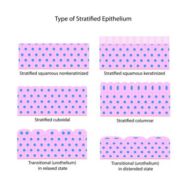 Type of Stratified Epithelium clipart