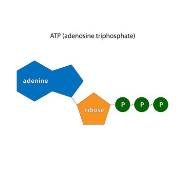 Adenozin trifosfat (ATP), nükleozit trifosfat