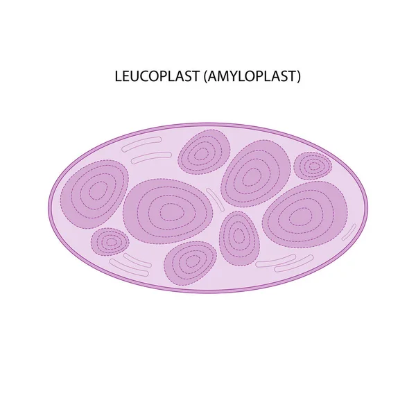 Leucoplast (amyloplast, nişasta depolama plastiği)