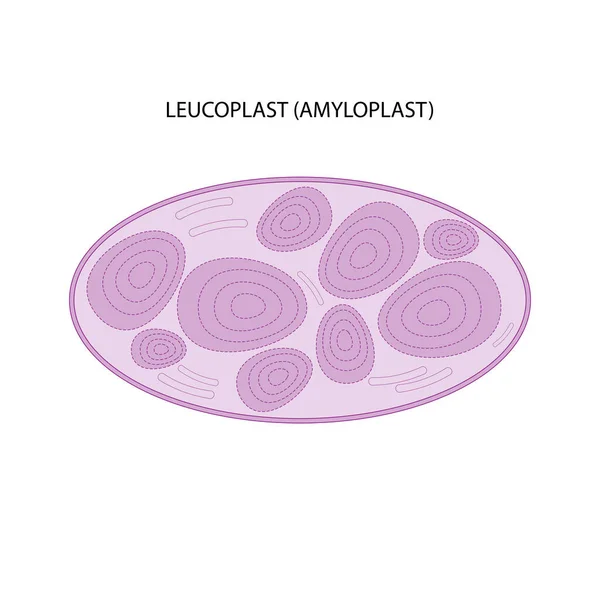Leucoplast Amiloplastos Plastid Almacenamiento Almidón — Archivo Imágenes Vectoriales