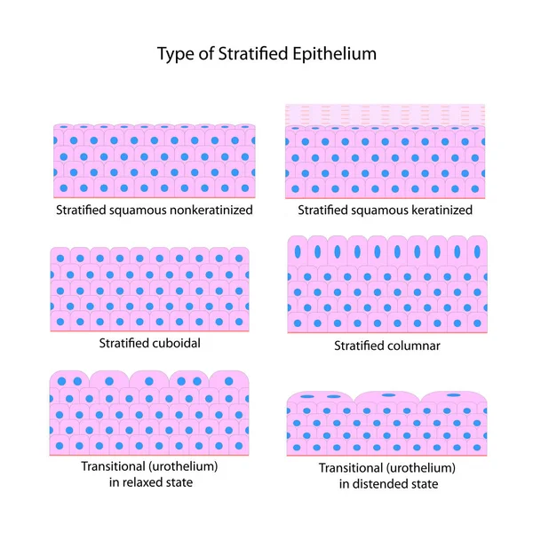 Tipo Epitelio Estratificado — Archivo Imágenes Vectoriales