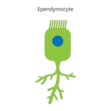 Ependimoit, bir tür glial hücre. Vektör illüstrasyonu.