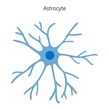 Astrocyte. Glial cell. Vector illustration. clipart