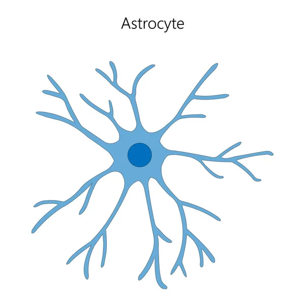 Астроцит Глиальная Клетка Векторная Иллюстрация — стоковый вектор