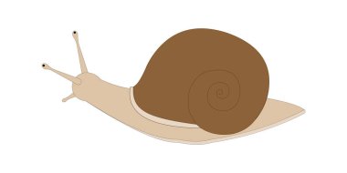 Roman Salyangozu beyaz arka planda izole edilmiş. Vektör ilüstrasyonu.