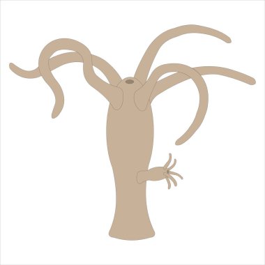 Tatlı Su Hidra. Vektör çizimi. Beyazda izole edilmiş.