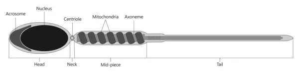 Human Sperm Cell Vector Illustration — Stock Vector