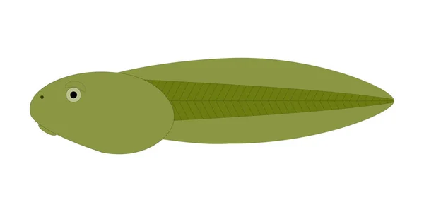 Grodyngel Larvstadiet Amfibies Livscykel Vektor Illustration — Stock vektor
