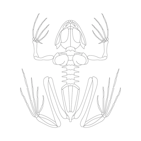 Скелетная Система Лягушки Векторная Иллюстрация — стоковый вектор