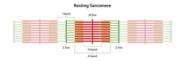 Resting Sarcomere. Location of the I band, A band, H band, M line, and Z lines. clipart