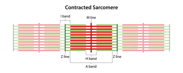 Sarcomere ile anlaştı. I bandının, A bandının, H bandının, M hattının ve Z hatlarının yeri.