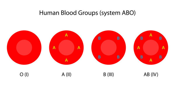 Human blood groups, ABO system