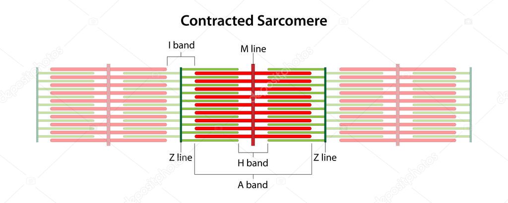 Contracted Sarcomere. Location of the I band, A band, H band, M line, and Z lines.