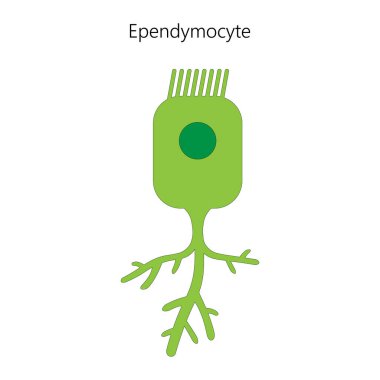 Ependimoit, bir tür glial hücre. Vektör illüstrasyonu.