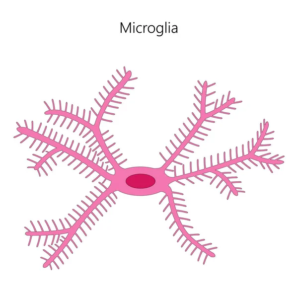 Μικρογλοιακά Κύτταρα Ένα Είδος Νευρολογίας Εικονογράφηση Διανύσματος — Διανυσματικό Αρχείο