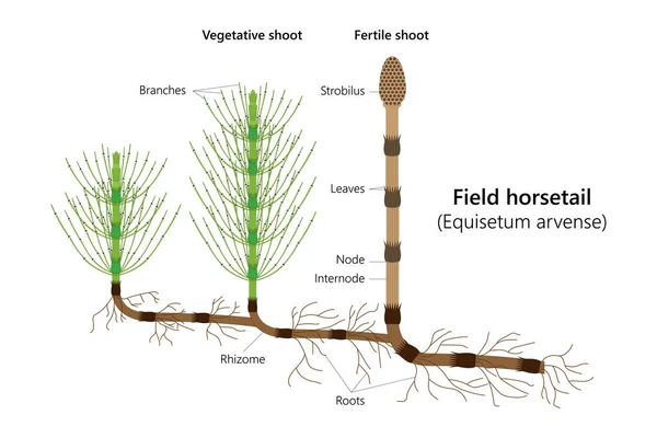 Field Horsetail Equisetum Arvense Vector Illustration — Stock Vector